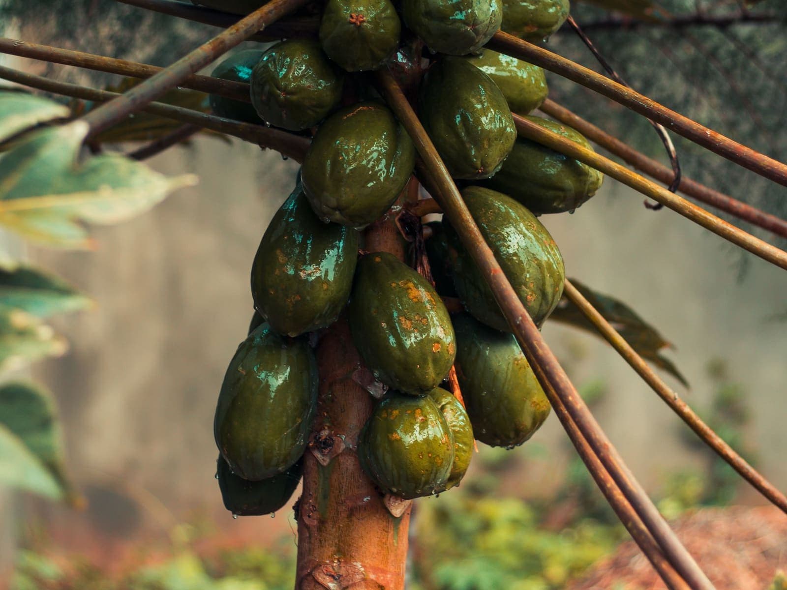 Green Papaya, cut out against a plain background.