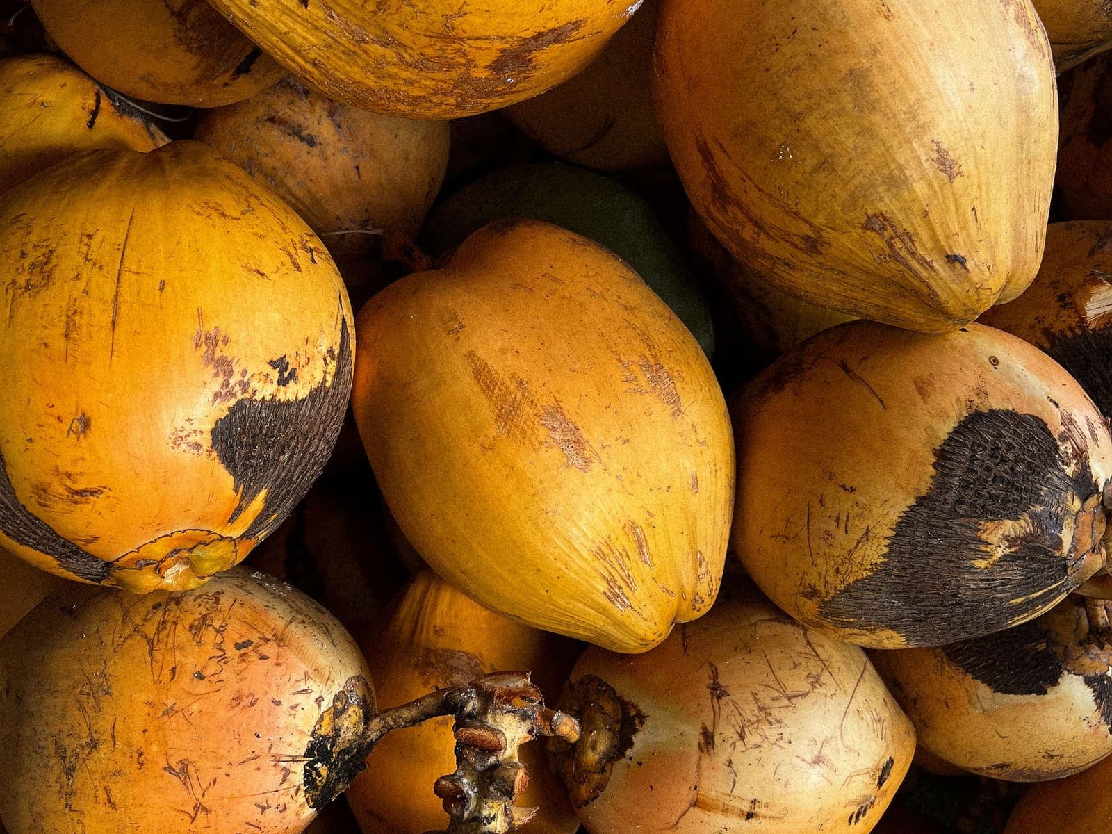 King Coconut, cut out against a plain background.