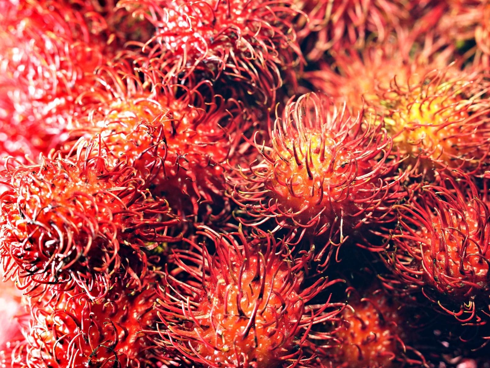 Rambutan, cut out against a plain background.