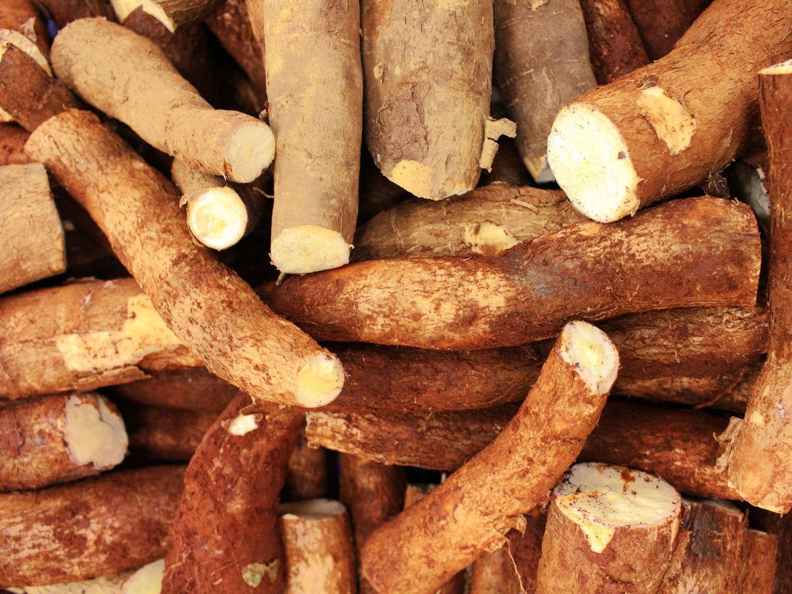 Tapioca (Cassava), cut out against a plain background.