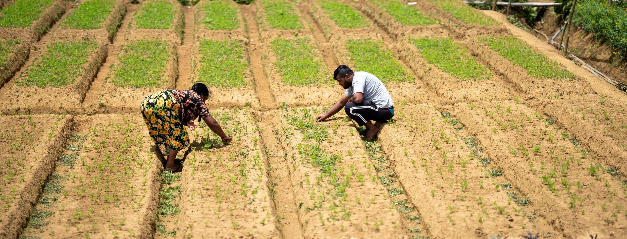 Two growers at work in the seedling beds of a hillside smallholding in Sri Lanka.