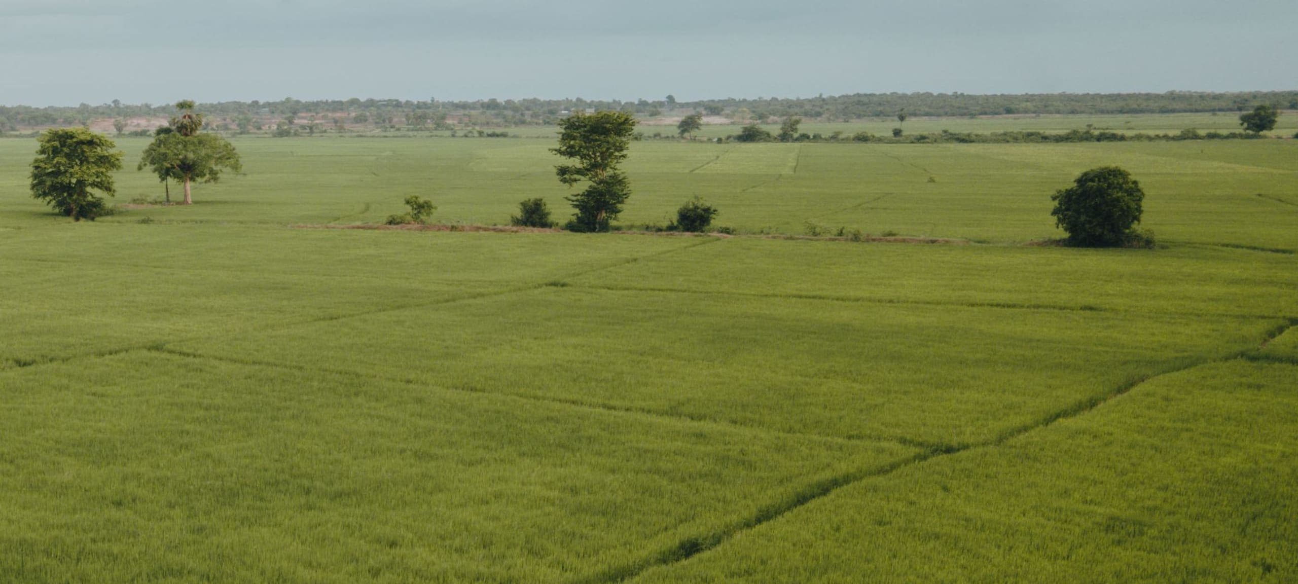 Open paddy fields under an overcast sky, with a few trees along the horizon.