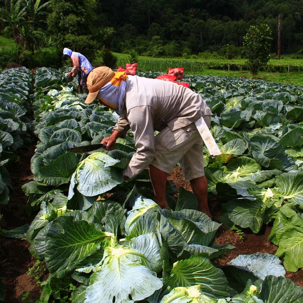 Several people working side by side at a packing point.